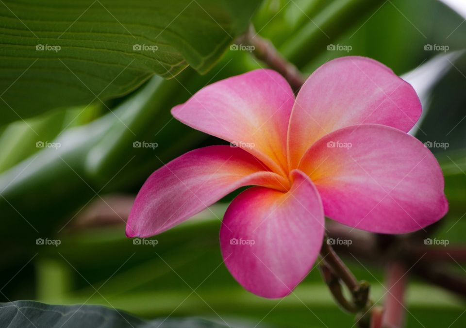 tropical flower