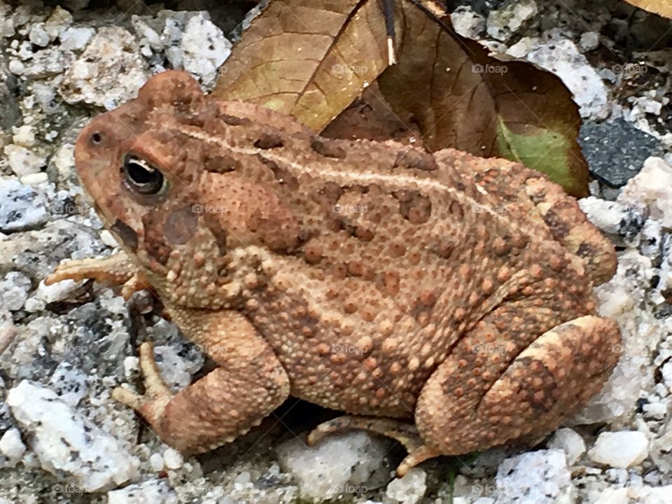 Camouflage Toad