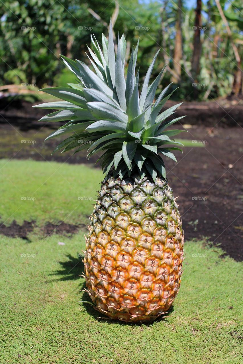 Pineapple