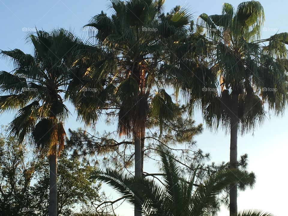 Palm sunsets 