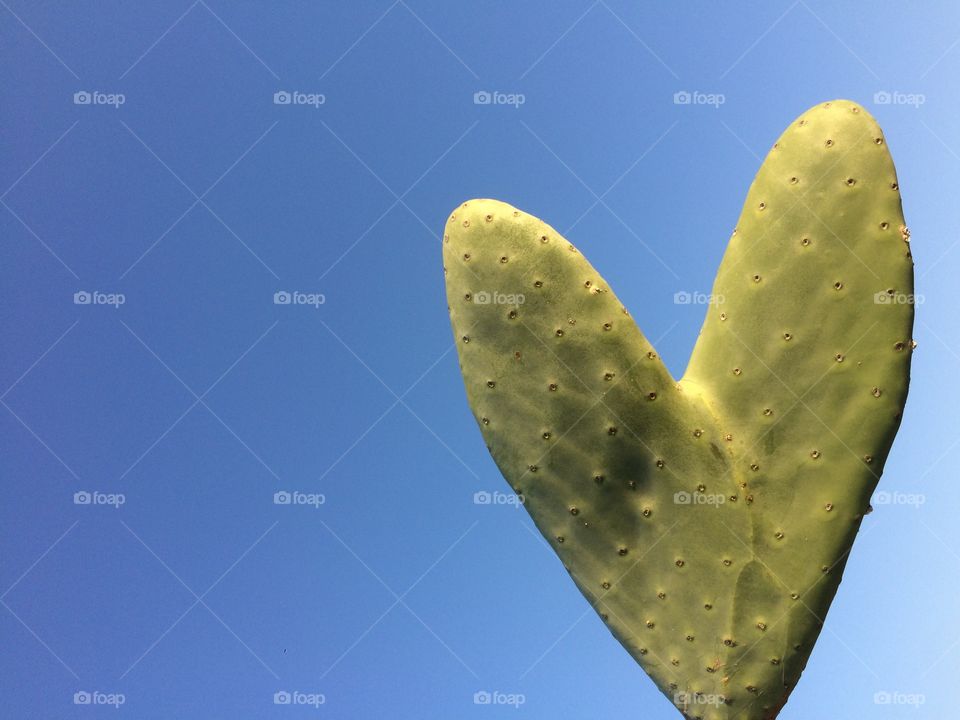 A cactus heart is worth as much as any heart. From the Cactus Park in Ayia Napa, Cyprus