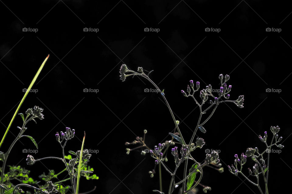 Silhouette of the Flower