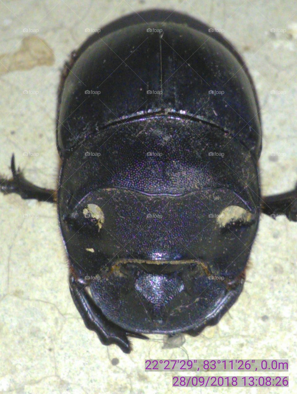 These dung insect is not cut down trend of the beautiful rigid black joining catch.