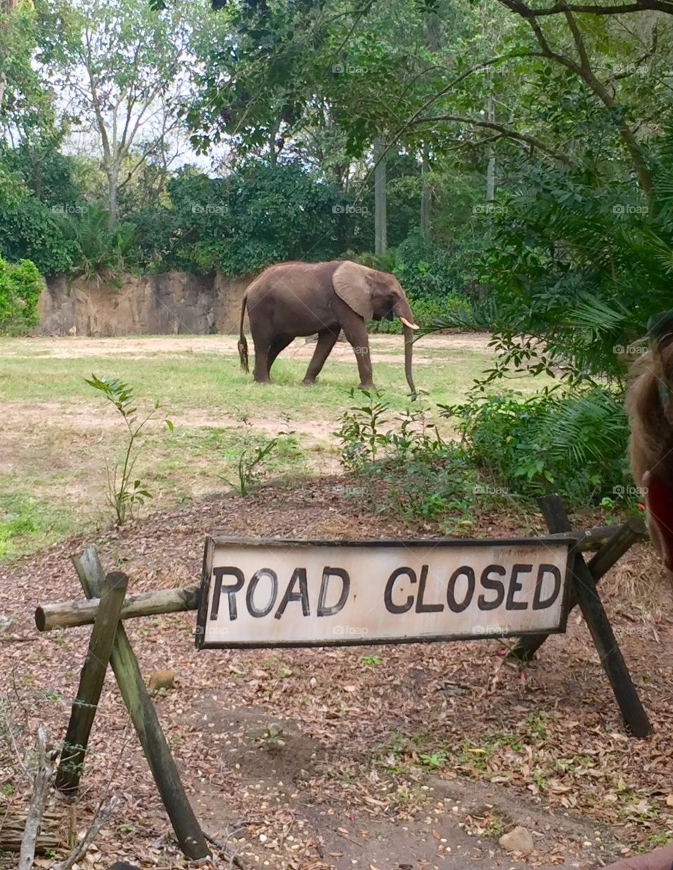 Road closed on safari