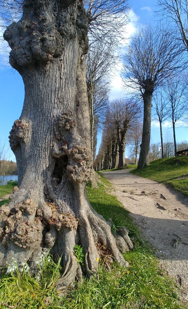 baum gras weg