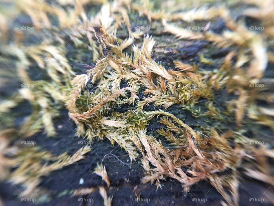 Macro moss