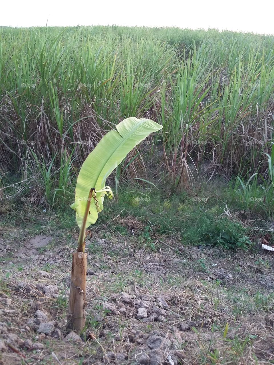 Banana tree seedling near the Ipojuca sugarcane plantation in Ipojuca, Pernambuco, Brazil.