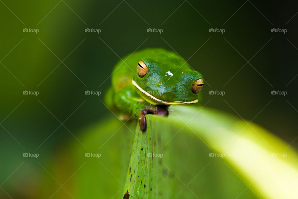 The green frog on banana leaf 