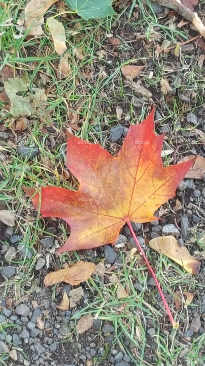 red and yellow leaf