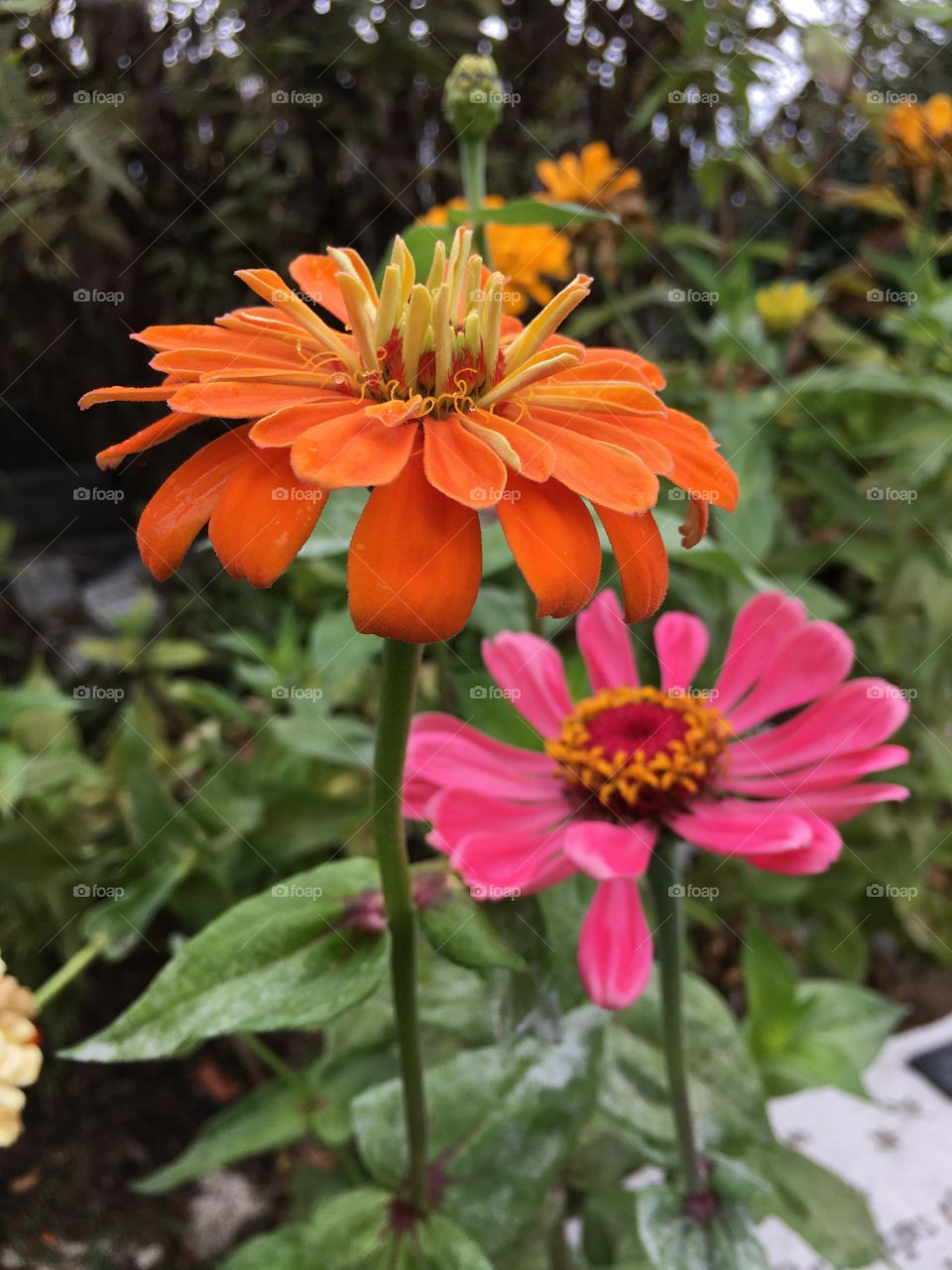 Zinnias