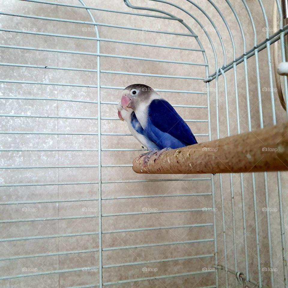 Two small parakeets. birds