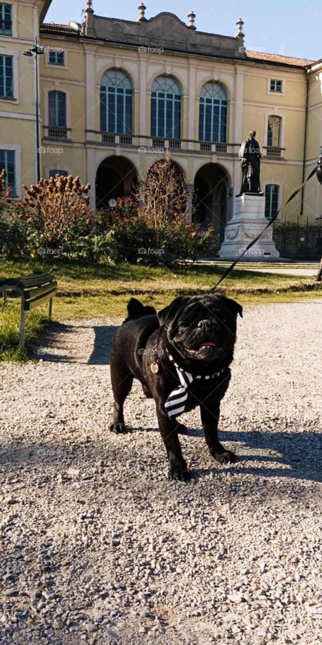 Funny pug in a tie on a walk