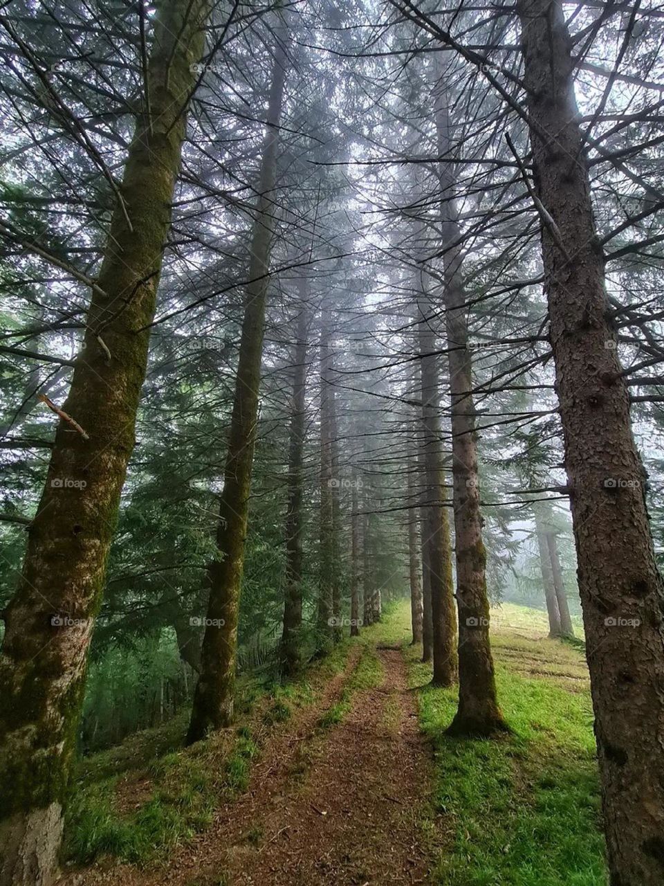 You can learn to stay green and steady from the forest, and the death of the forest is the end of our life