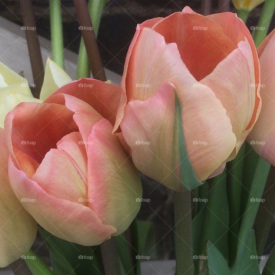 Stunning apricot coloured tulips flowering in the spring garden. 