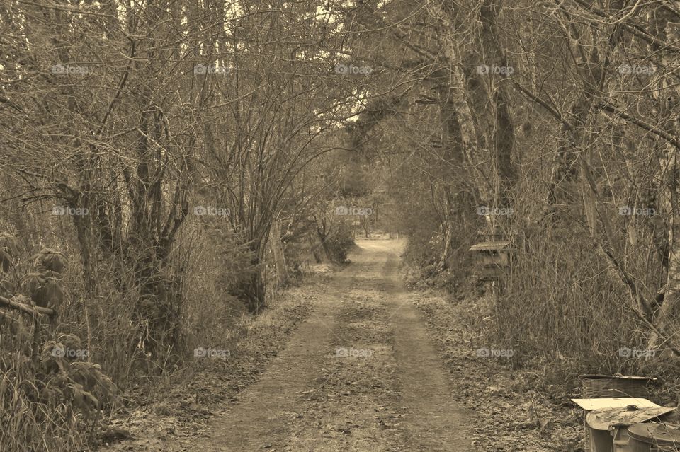 A sepia monochrome photo of a dirt lane arched over by trees. The sunlight shining on the lane and the frost adds to the texture of the photo. 