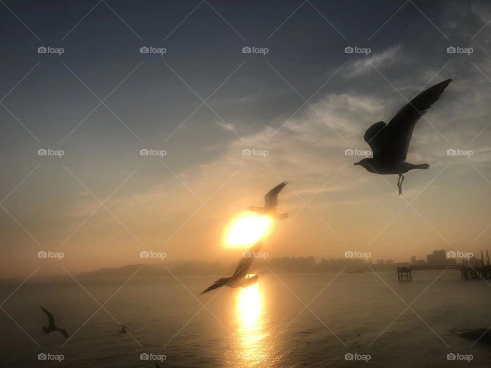 The seagulls in the sunset 