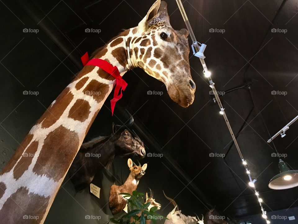 Taxidermy animals including a giraffe with a red bow around its neck around the holidays