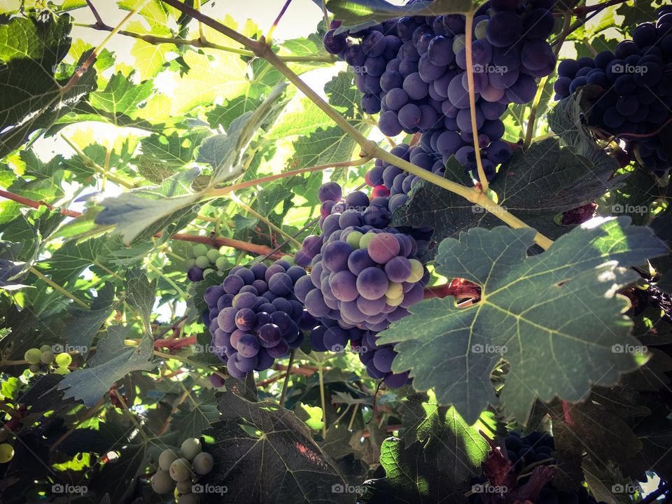 Bunches of grapes