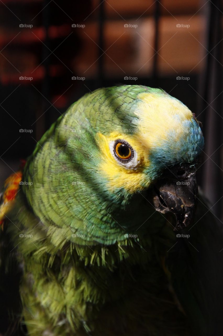 Papagaio parrot of the colors of Brazil