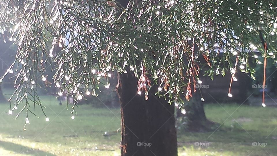 Morning Rain in Tree