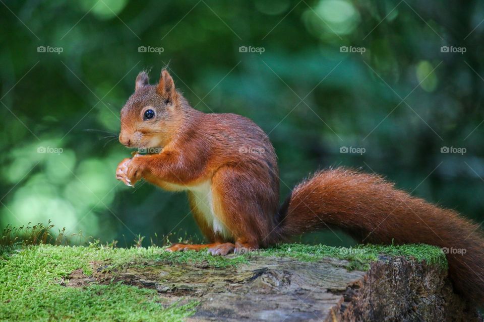 Red squirrel in the forest