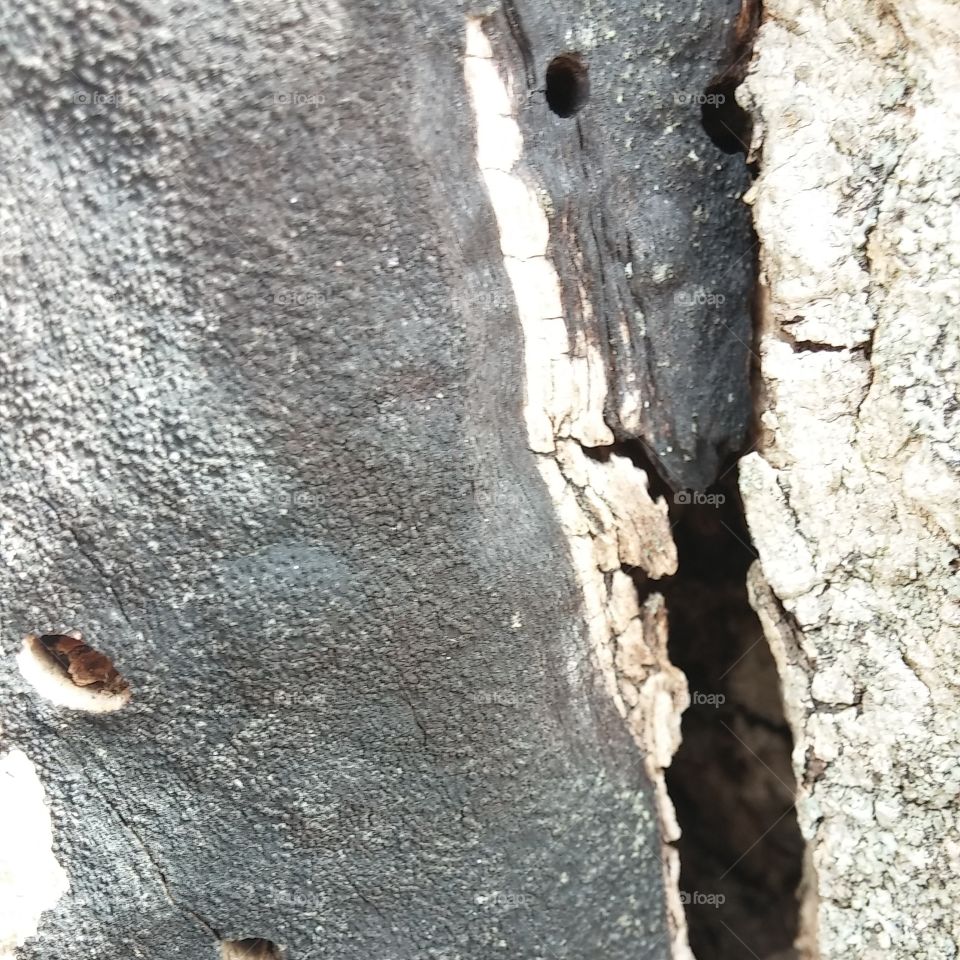 Up close picture of bark
