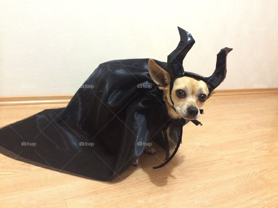 Cute chihuahua pet dog wearing a Halloween costume 