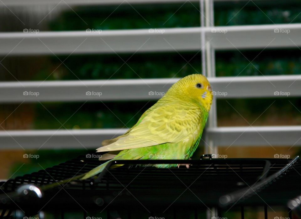 Pet canary sits on grill