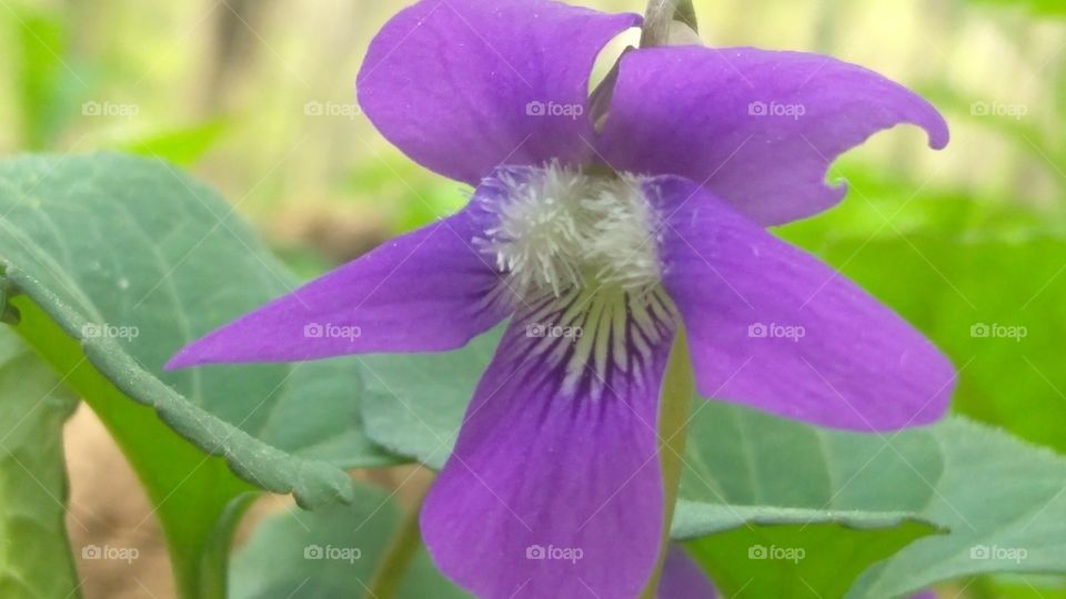 purple wild flower