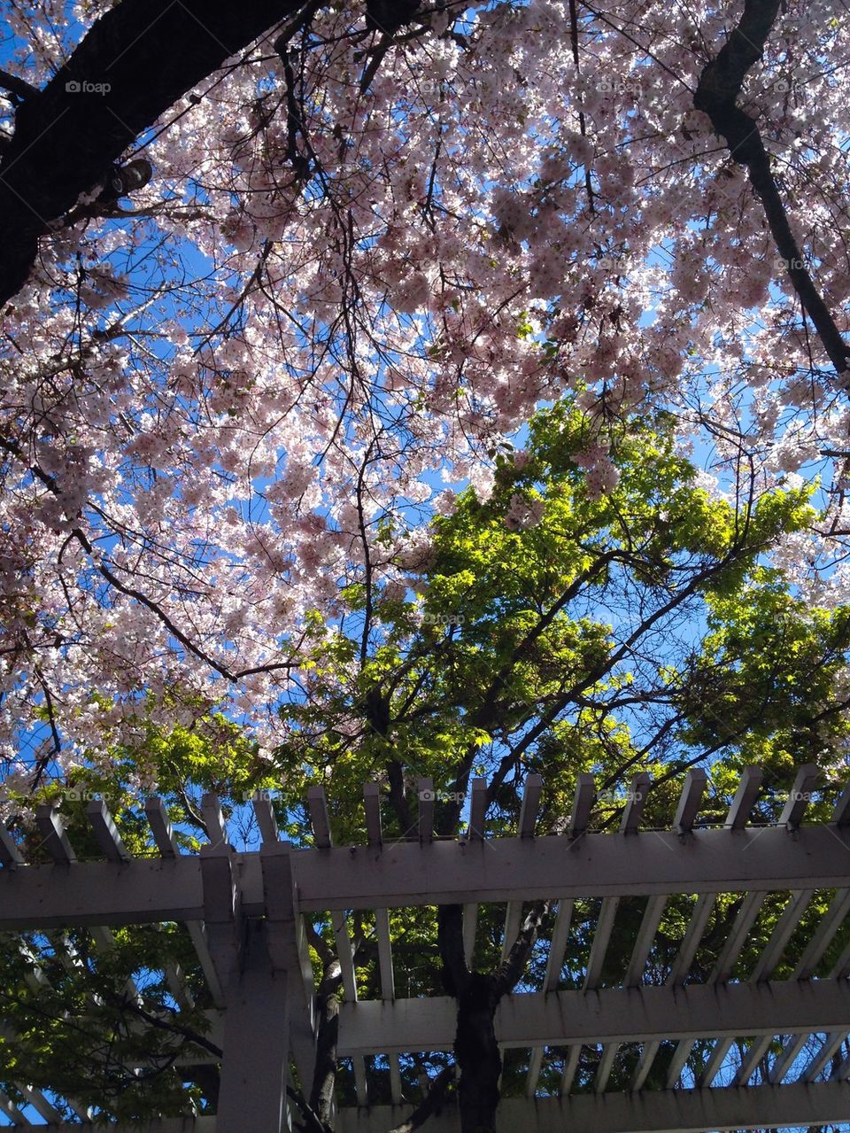 Springtime Blossoms 