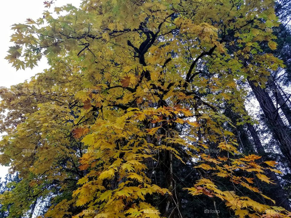 fall maple