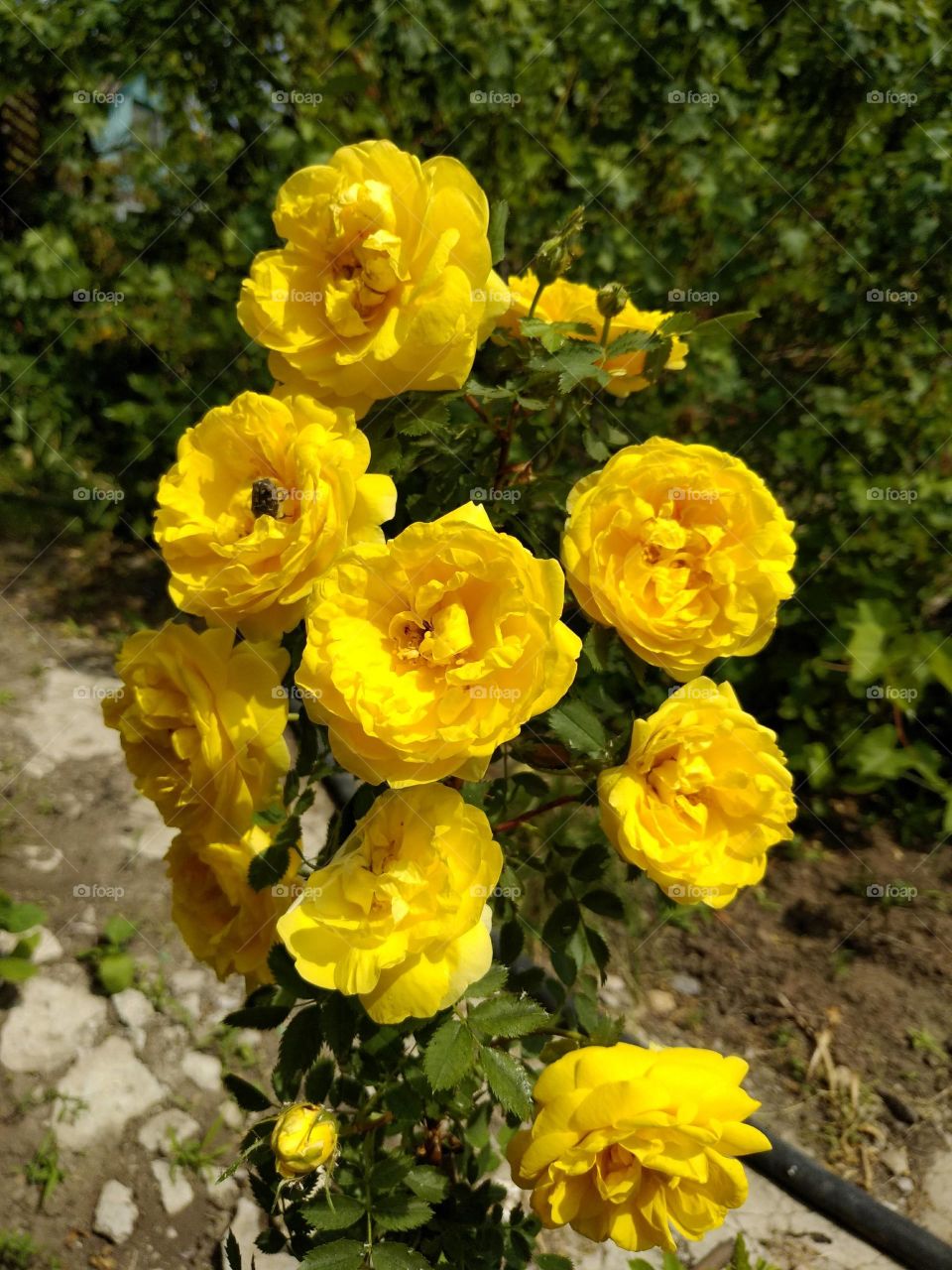 rose, yellow, yellow rose, rose in a garden