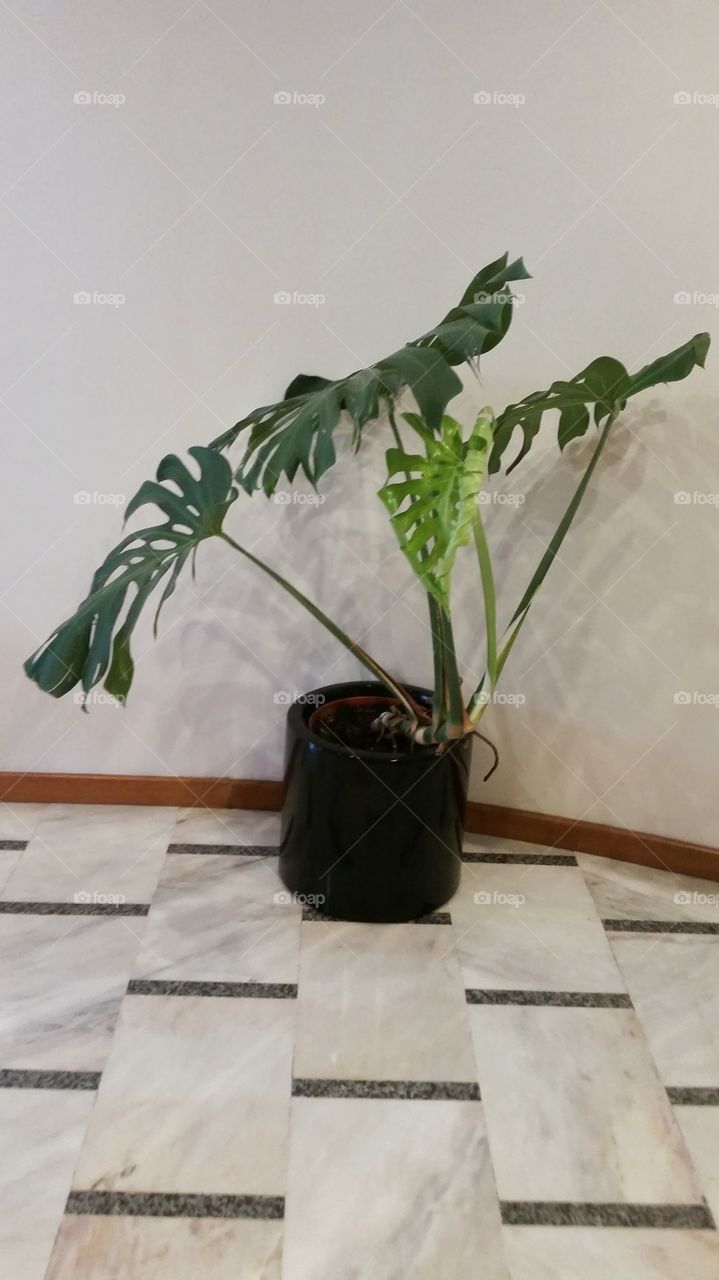 Indoor plant