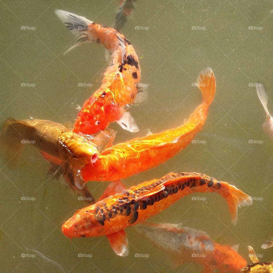 koi