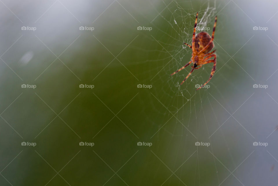 Spider, Arachnid, Spiderweb, Insect, Blur