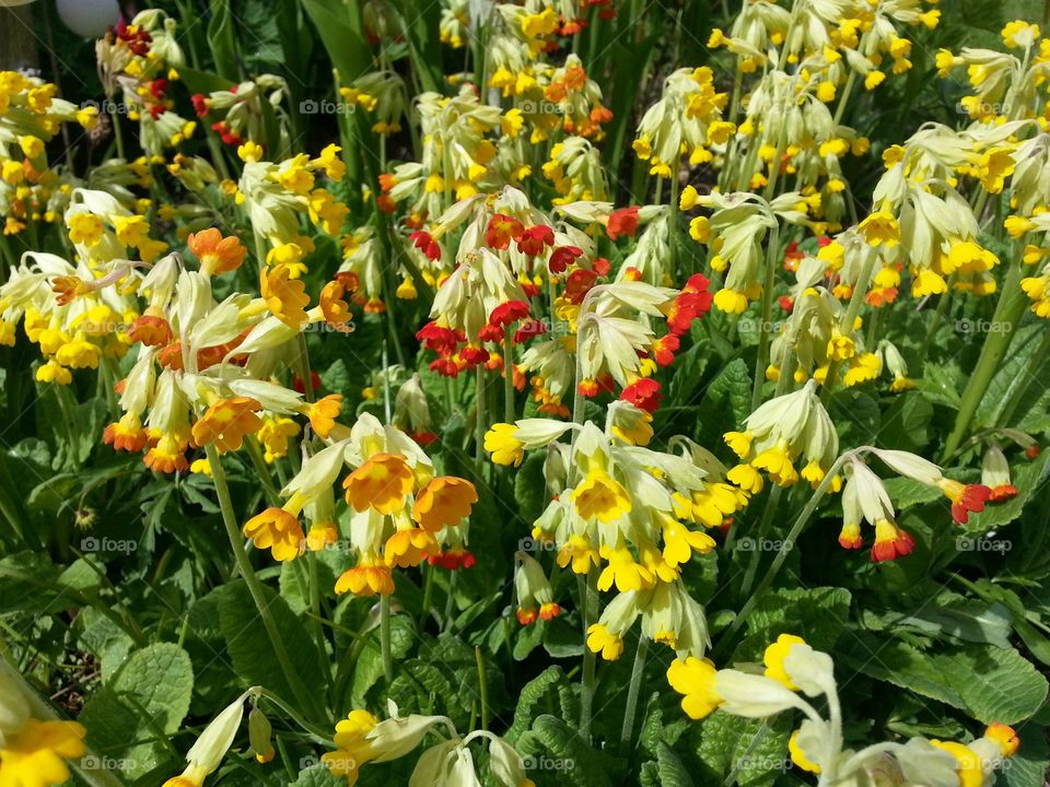 Cowslip
