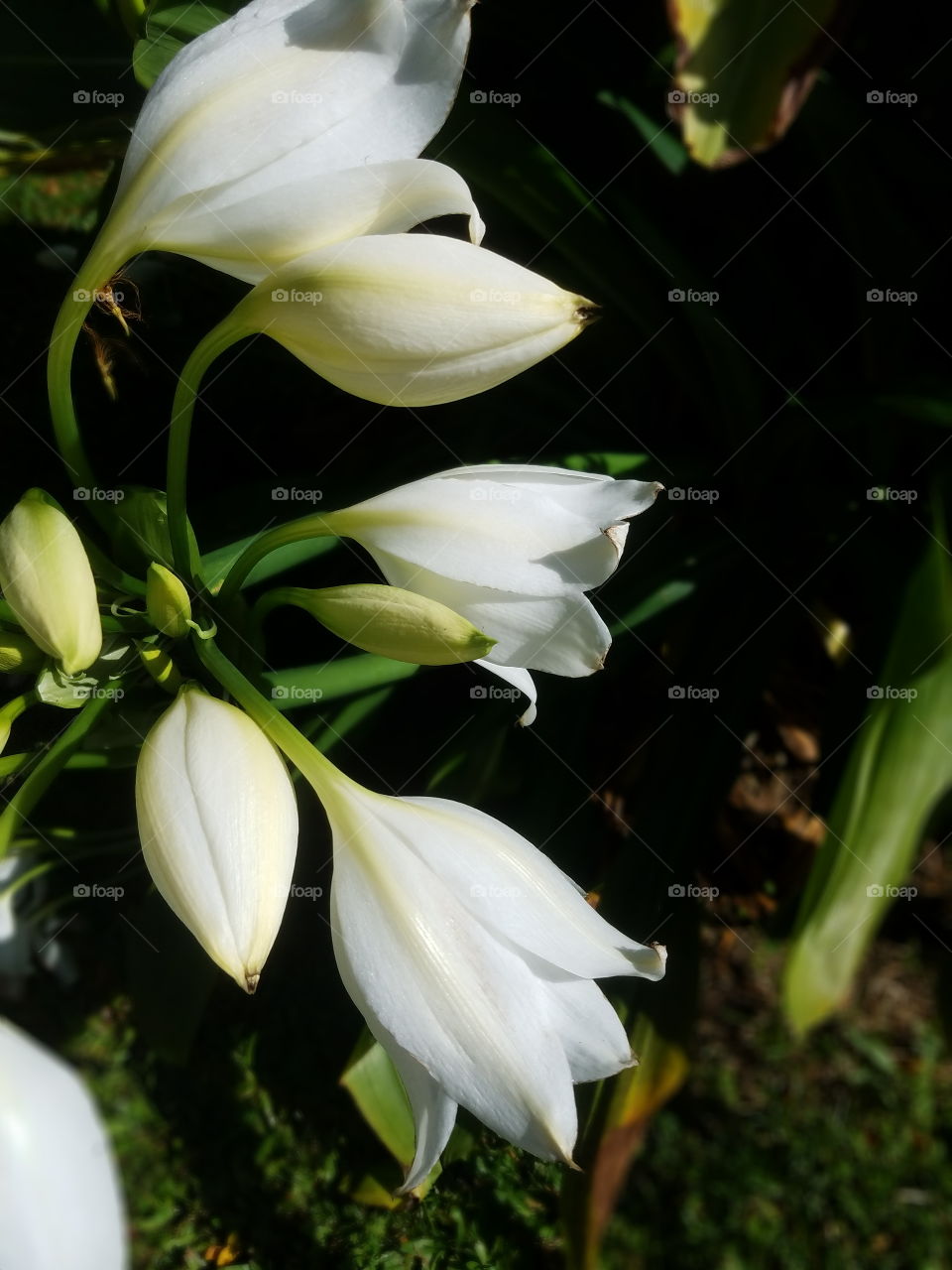 Hawaii flowers