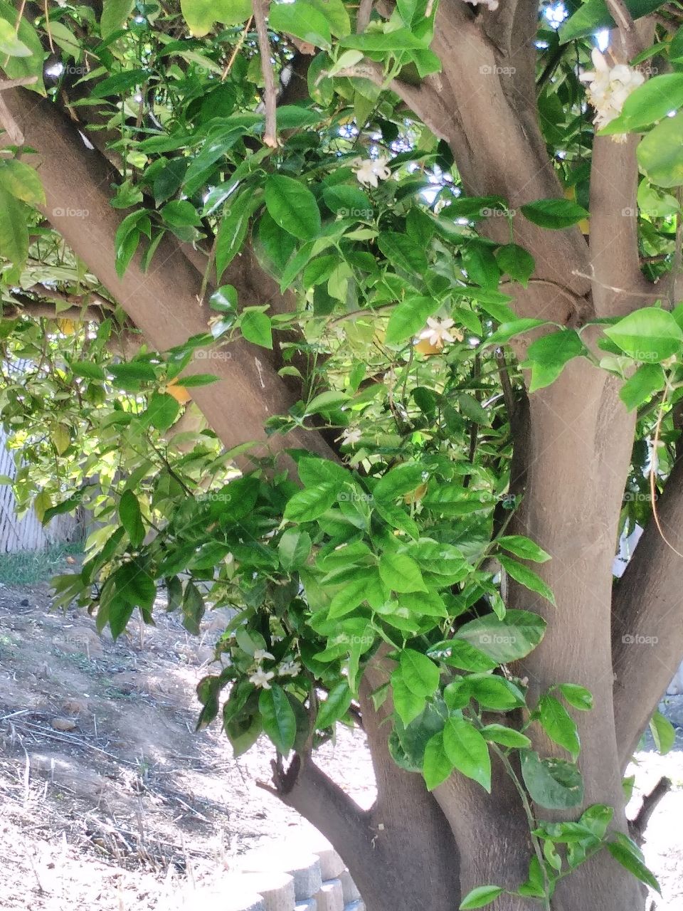 Orange tree