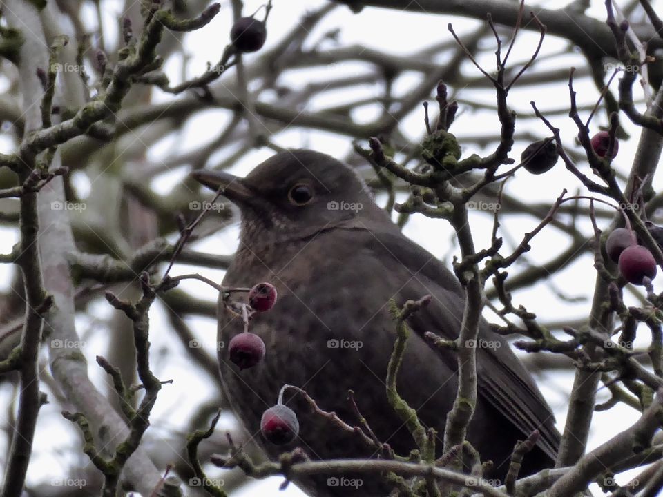 blackbird - Amsel im Winter 