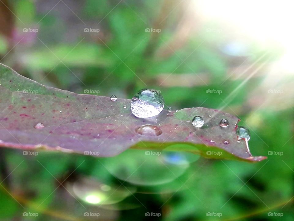 Rain drops on a green leaf.
