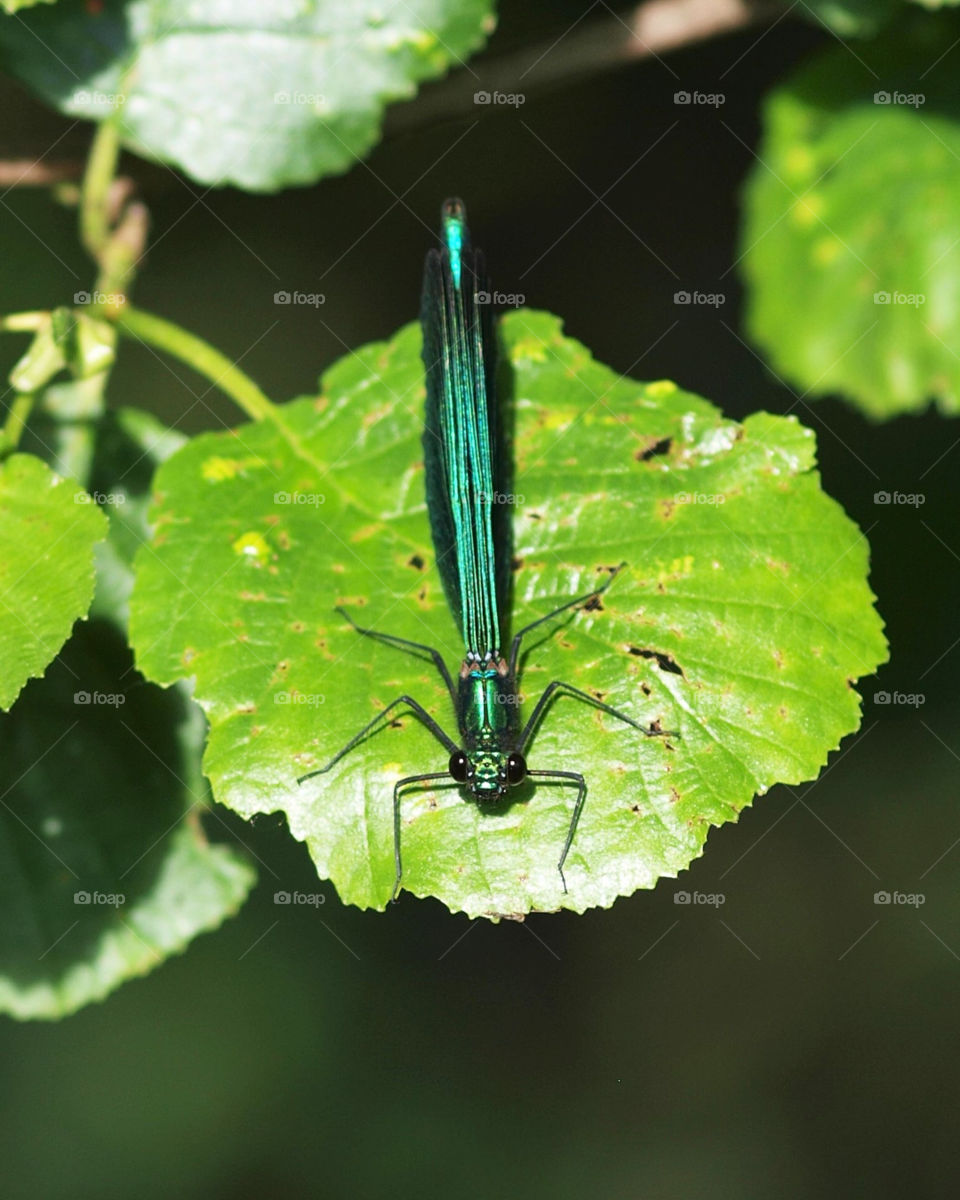 Turquoise damselfly on an alder leaf