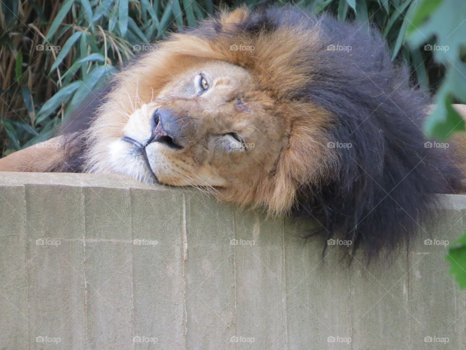 Sleeping lion at the Smithsonian National Zoological Park
