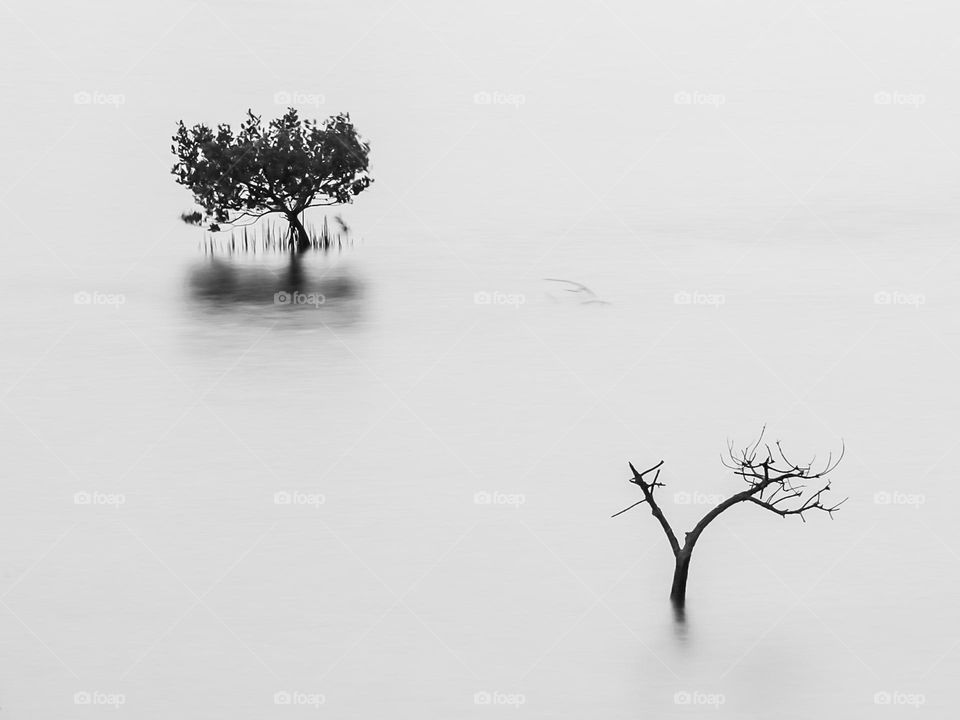 Scene of couple mangrove trees, one was not survived and the other survives.