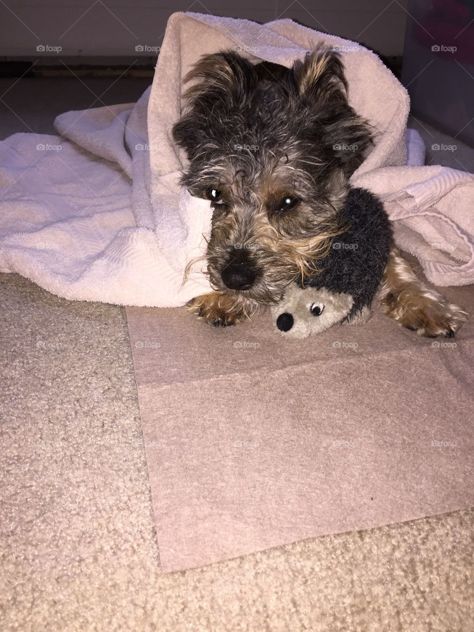 Snuggling with my toy drying off after a bath