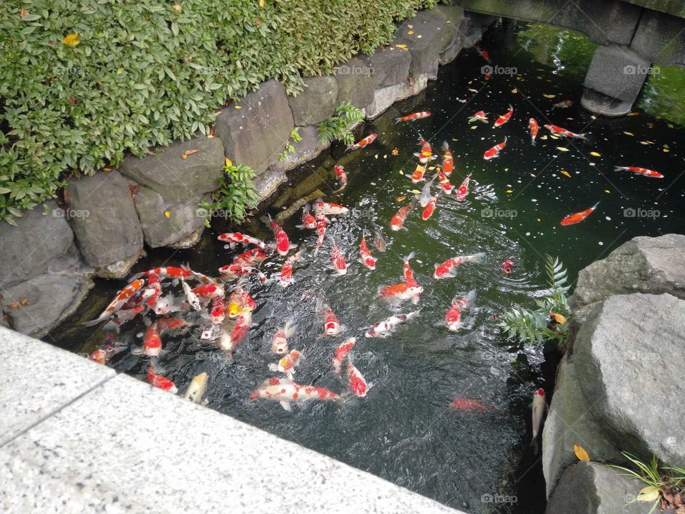 Koi pond in Japan