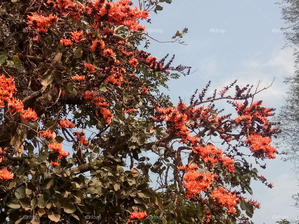 palash flowers in india