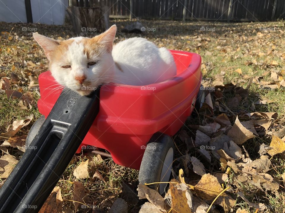 Kitty pet in a wagon resting