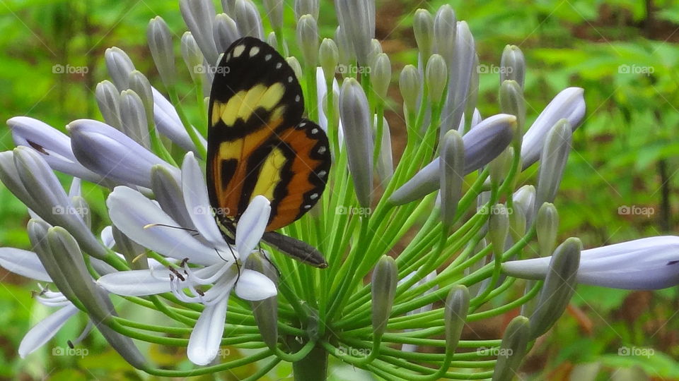 Natureza Butterfly