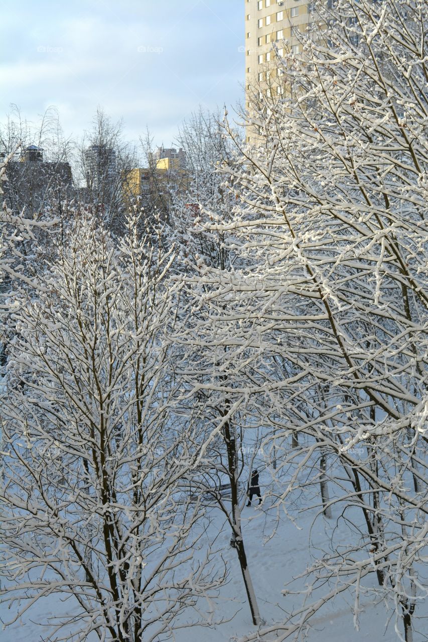 Winter, Snow, Cold, Frost, Tree