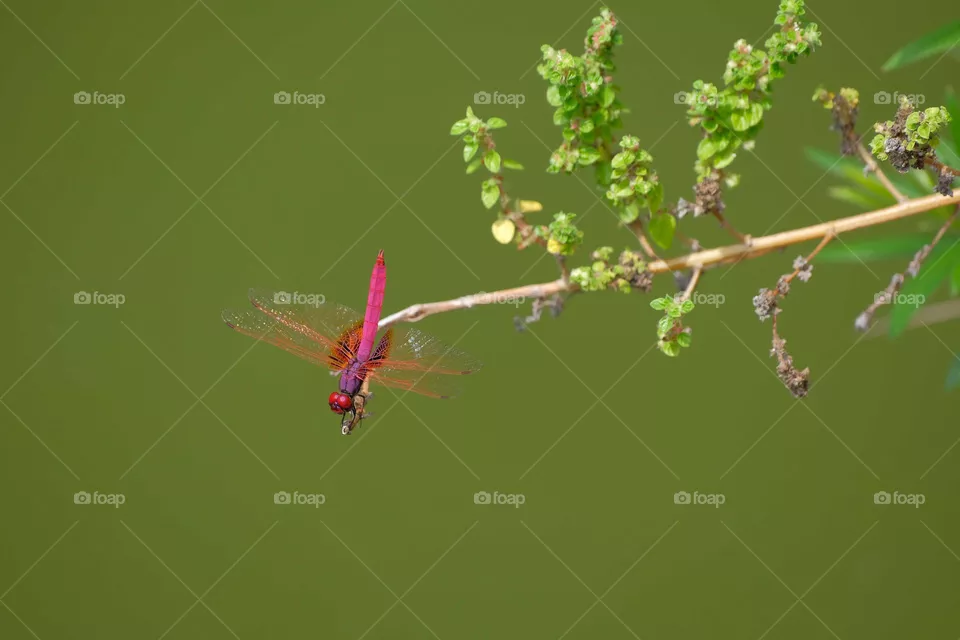 purple dragonfly